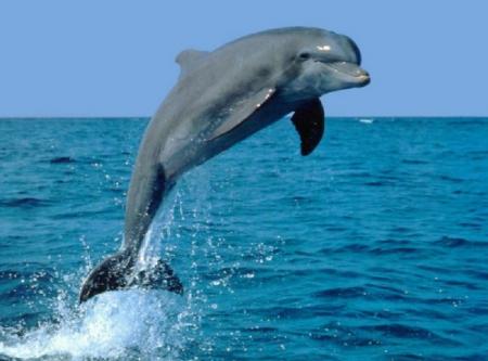 le dauphin